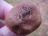 Inocybe oblectabilis image