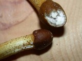 Elaphocordyceps capitata image