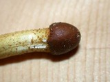 Elaphocordyceps capitata image