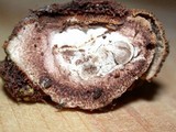 Elaphomyces muricatus image
