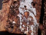 Image of Amphinema diadema