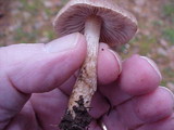 Inocybe oblectabilis image