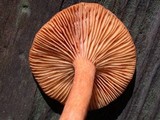 Lactarius fragilis var. rubidus image