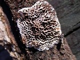 Datronia mollis image