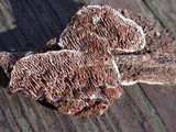 Datronia mollis image