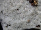 Sebacina epigaea image