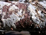 Sebacina epigaea image