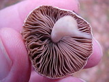 Inocybe lilacina image