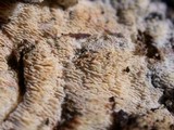 Schizopora paradoxa image