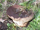 Lycoperdon utriforme image