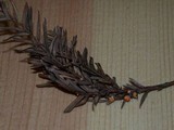 Pithya cupressina image