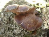 Sarcomyxa serotina image