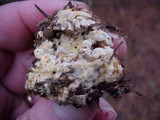 Clitocybe sclerotoidea image