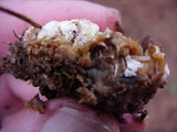 Clitocybe sclerotoidea image