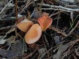 Guepinia helvelloides image