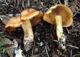 Cortinarius rubicundulus image