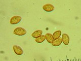 Cortinarius rubicundulus image