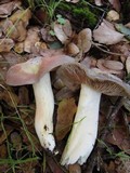 Entoloma ferruginans image