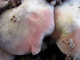 Entoloma ferruginans image