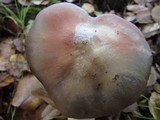Entoloma ferruginans image
