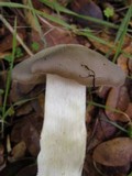 Entoloma ferruginans image