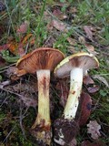 Cortinarius viridirubescens image