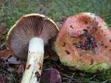Cortinarius viridirubescens image
