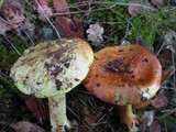 Cortinarius viridirubescens image