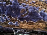 Punctularia atropurpurascens image