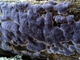 Punctularia atropurpurascens image