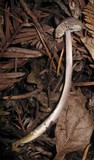 Mycena pura image