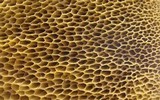 Suillus fuscotomentosus image