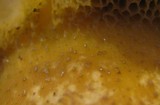 Suillus fuscotomentosus image