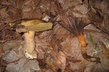 Suillus fuscotomentosus image