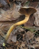 Chroogomphus ochraceus image