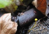 Mycena oregonensis image