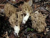 Ramaria violaceibrunnea image