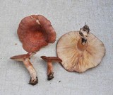 Lactarius xanthogalactus image