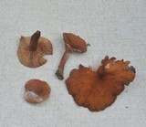 Lactarius fragilis var. rubidus image