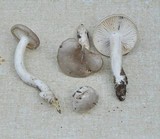 Hygrophorus agathosmus image