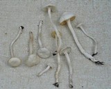 Hygrocybe russocoriacea image