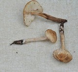 Tricholoma aurantio-olivaceum image
