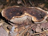 Hydnellum peckii image