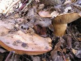 Lactarius argillaceifolius image