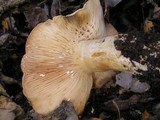 Lactarius argillaceifolius var. megacarpus image