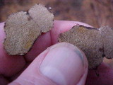 Rhizopogon villosulus image