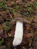Entoloma ferruginans image