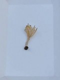 Aphelaria tuberosa image
