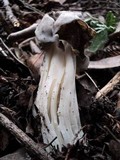 Helvella maculata image