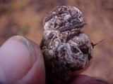Rhizopogon villosulus image